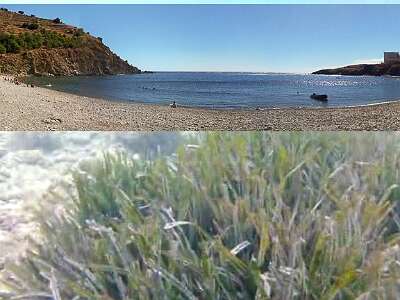 cigales