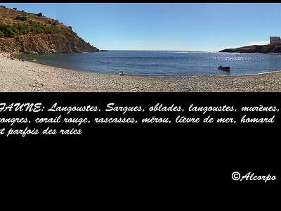 feriol