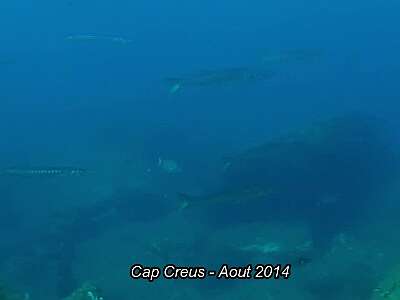 barracudas2