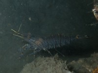 P7160118