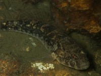P7170167