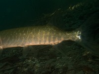 P8240028