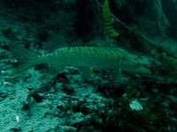 P8240065