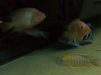 PB250099