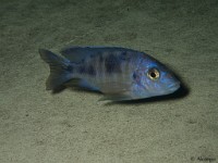 PB250179