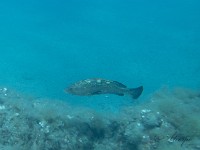P8150163