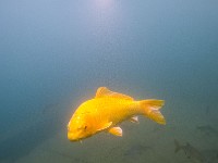 G0052037