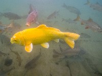 G0052047