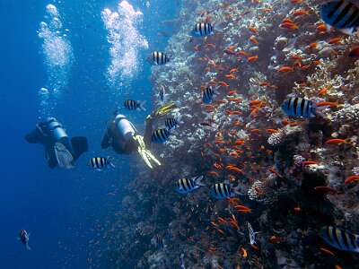 fishes