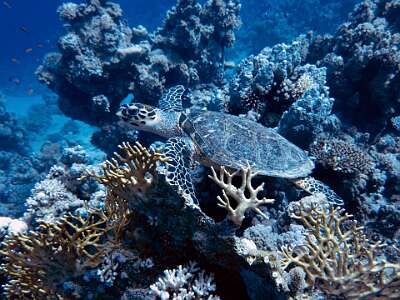 turtle
